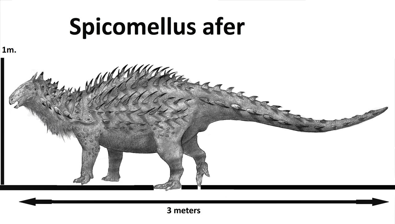 Spicomellus afer
