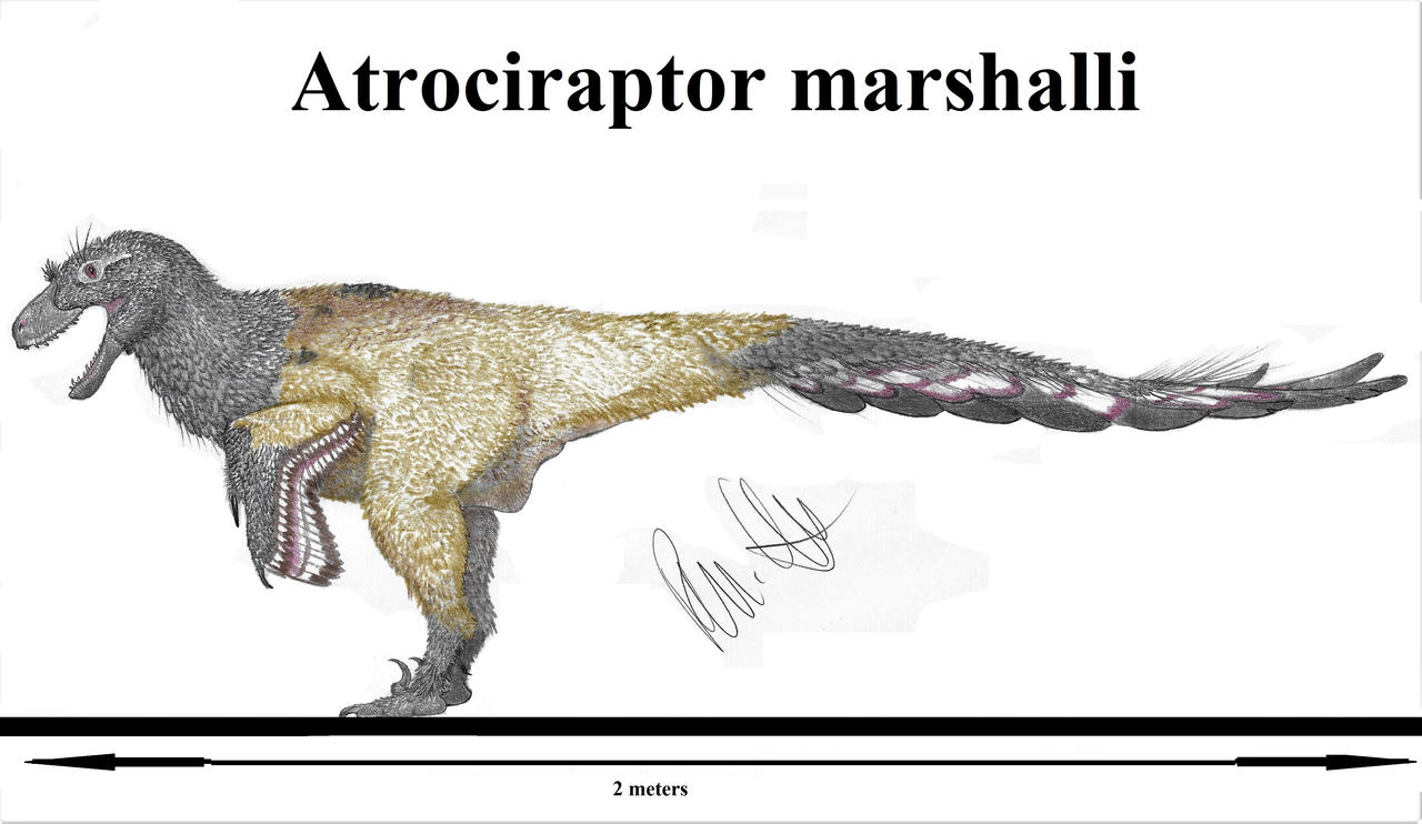 Atrociraptor marshalli