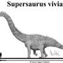 Supersaurus vivianae