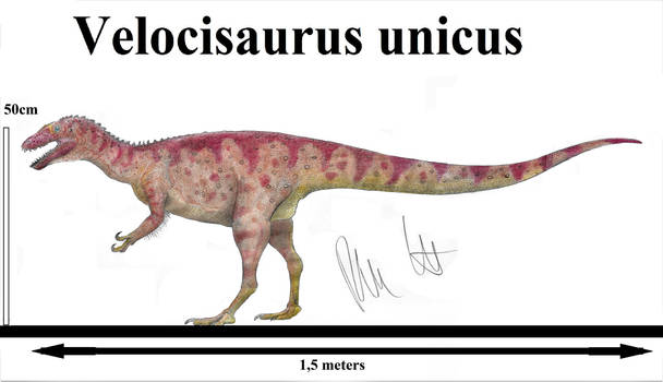 Velocisaurus unicus