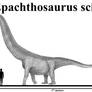 Epachthosaurus sciuttoi