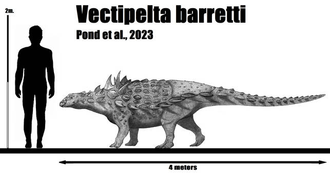 Vectipelta barreti