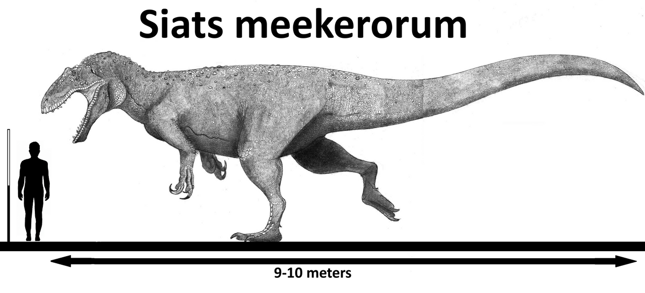Siats meekerorum