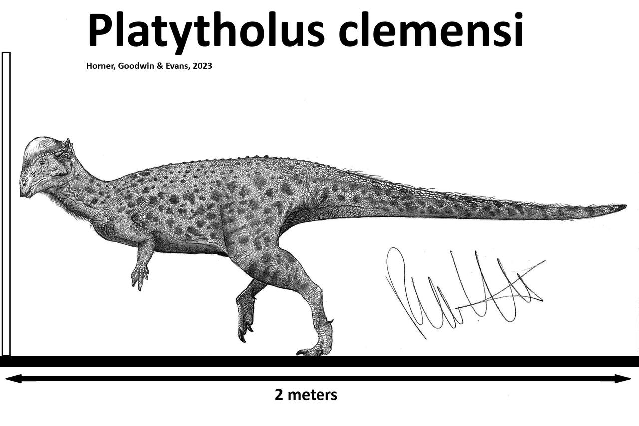 Platytholus clemensi