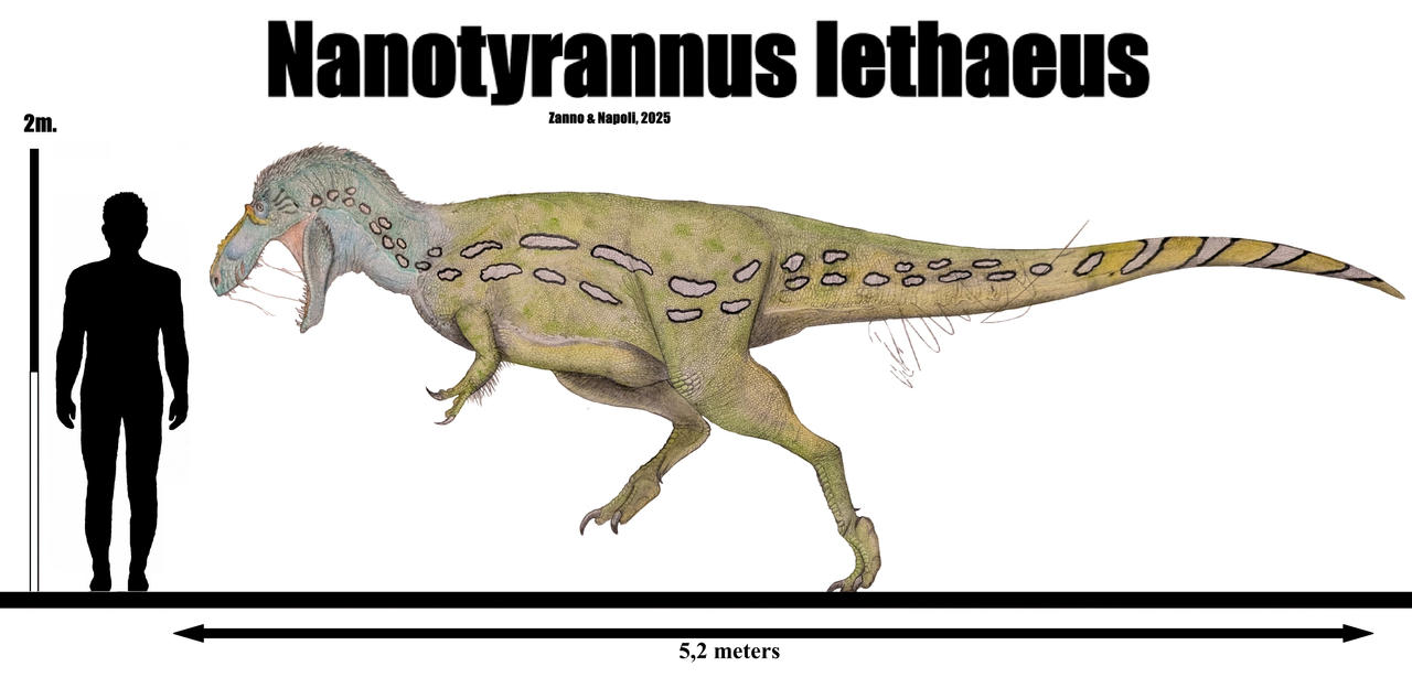 Nanotyrannus lethaeus