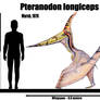 Pteranodon longiceps