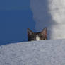 Cat in snow 2