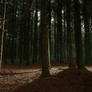 Premade Nature Woods Forest Background