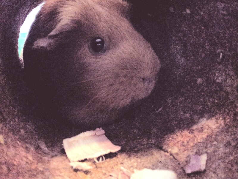 MY GUINEA PIGGY!!