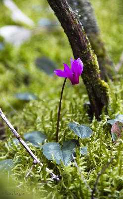 cyclamen