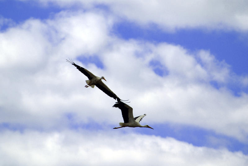 bocki by BeyondTheEyelids on DeviantArt