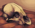 Skull Still life by ThermalFaerie