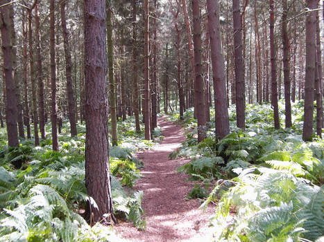 A woodland path