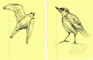 Bird Study I and II
