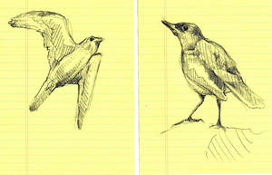 Bird Study I and II