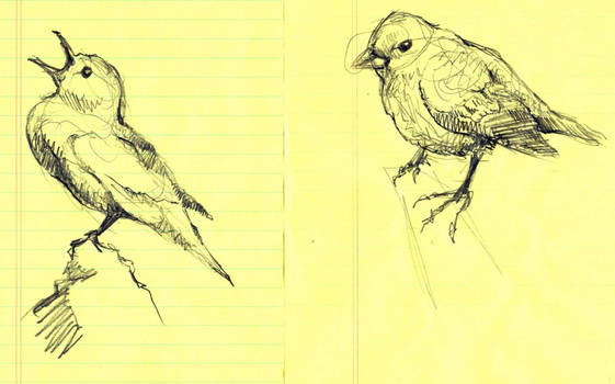 Bird Study VII and VIII