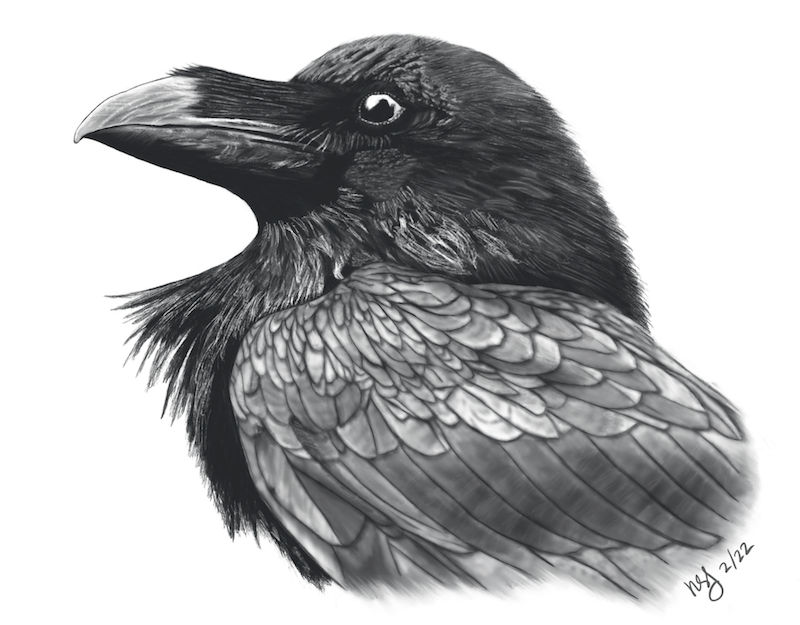 Common Raven by TeacupRex on DeviantArt
