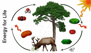 Photosynthesis and Cellular Respiration