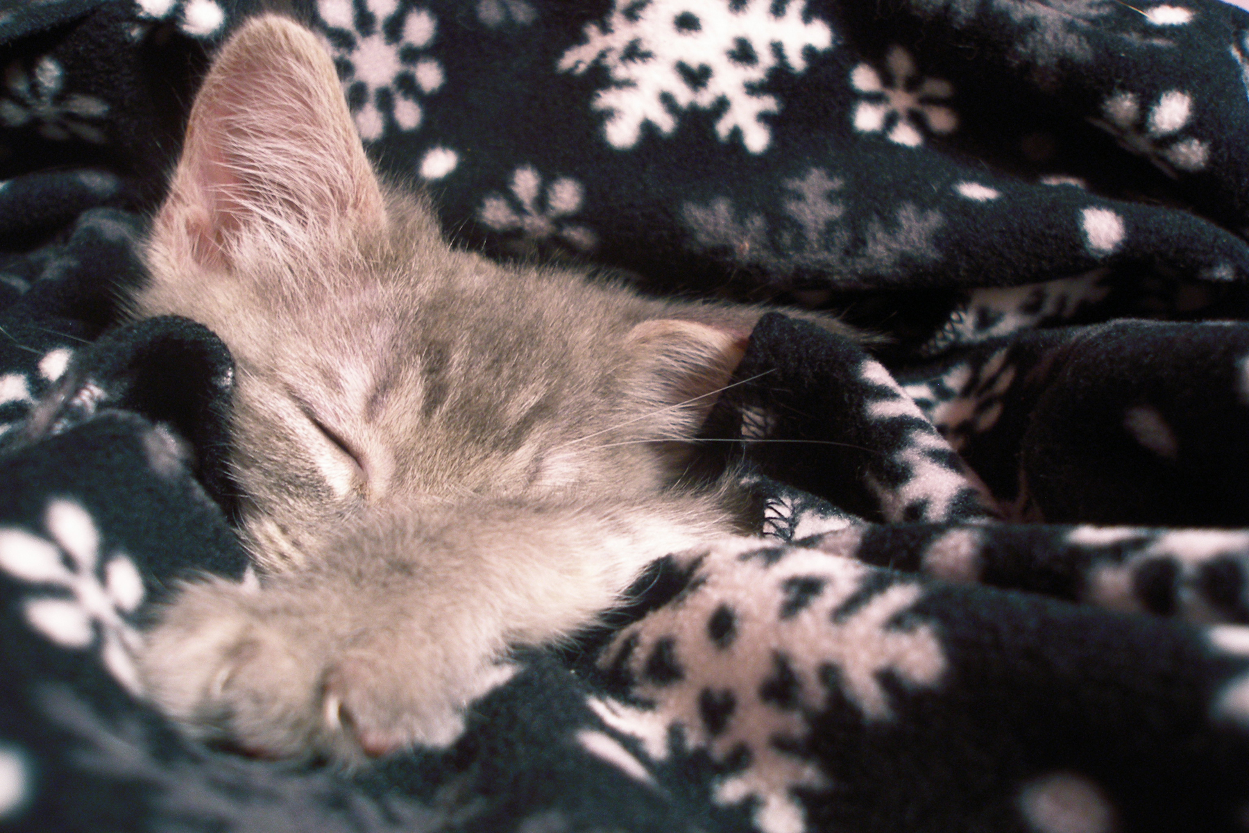 Cozy Winter Blanket Photo