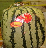 $180 Watermelon