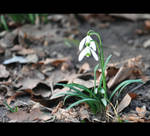 Snowdrops II by Schicksalsgoettin