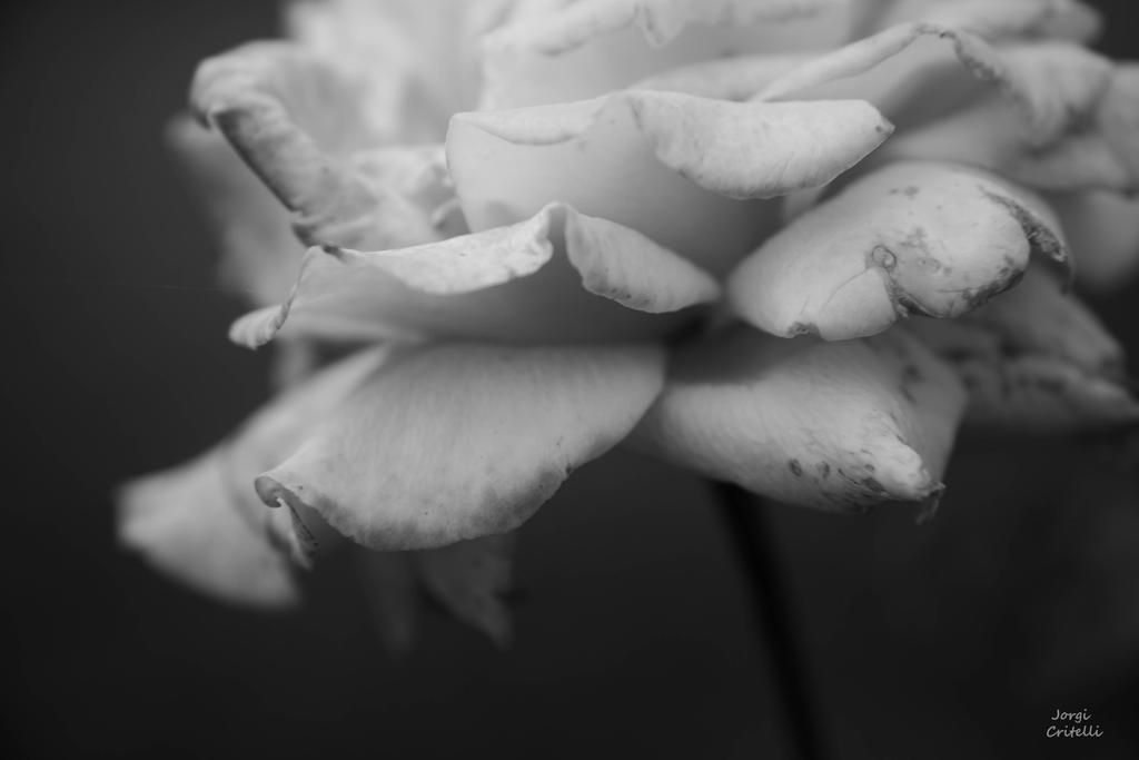 Monochrome Rose by Jorgipie