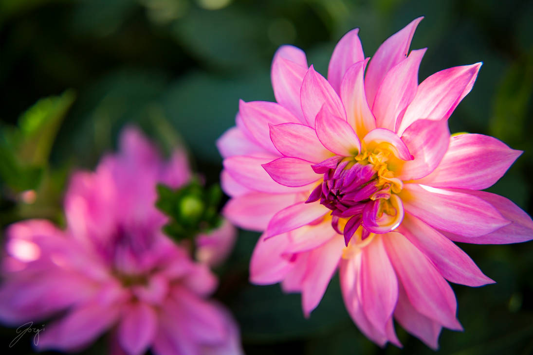 Summer Dahlia by Jorgipie