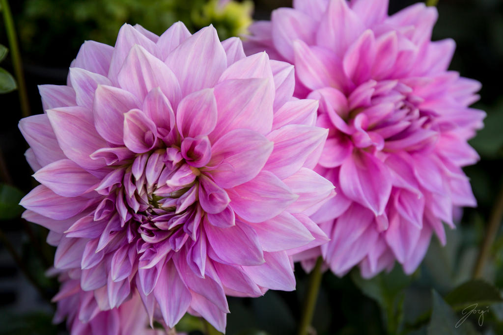 Purple Dahlia