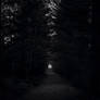 Forest Path