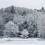 Winter Trees