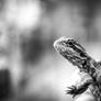Little Lizard