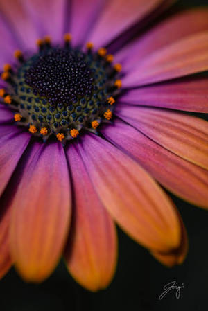 Daisy Days by Jorgipie Daisy Days by Jorgipie