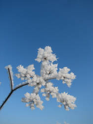 floare de gheata