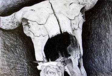 Buffalo Skull