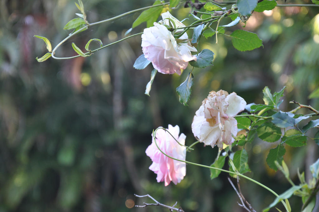 Larp Roses Roses by RackyQuok on DeviantArt