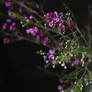 Waxflower