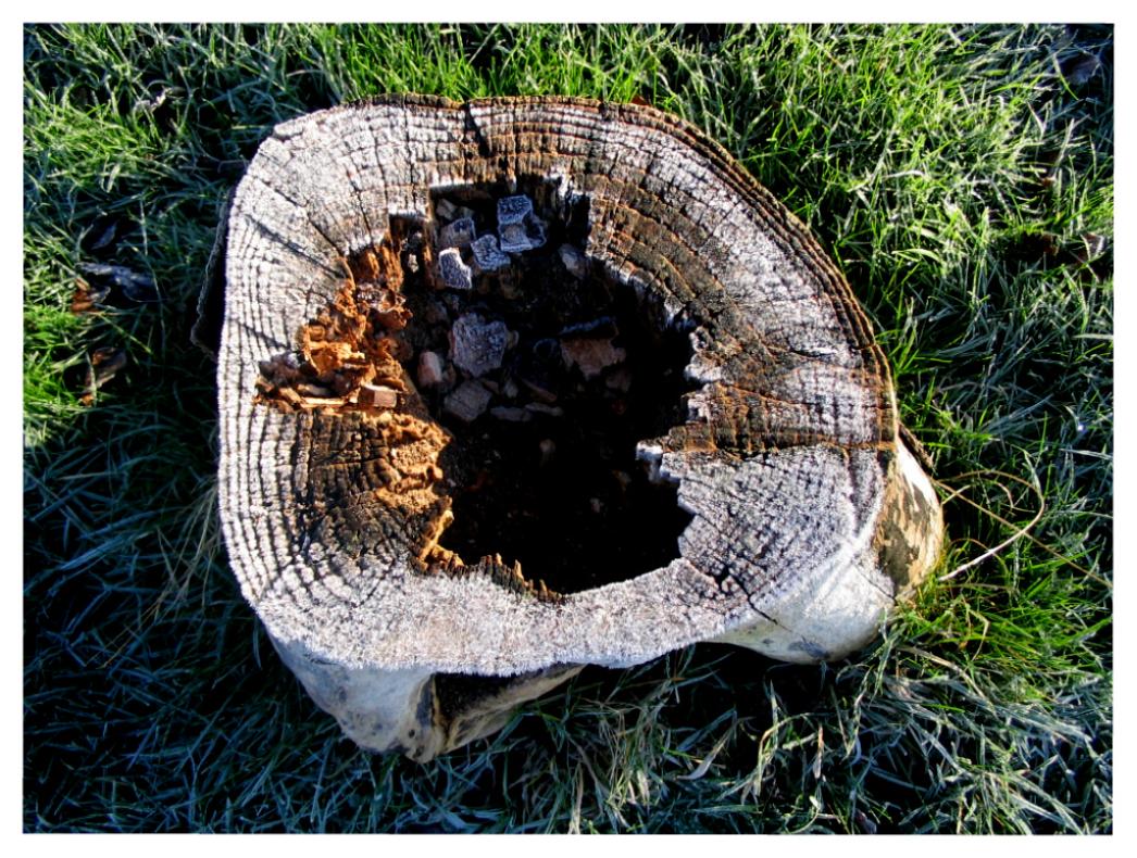 tree stump with frost