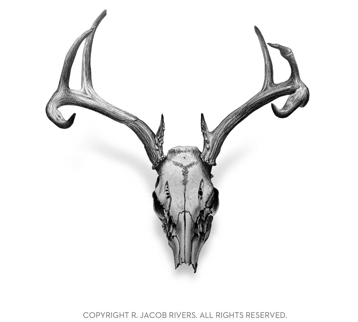 Deer Skull