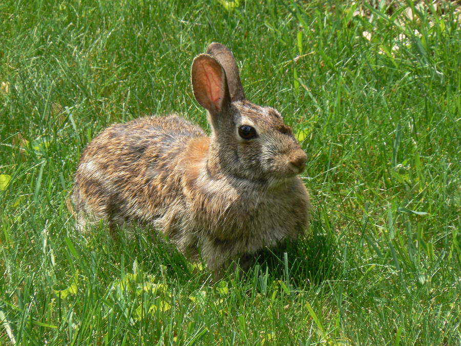 Bunny Stock 3