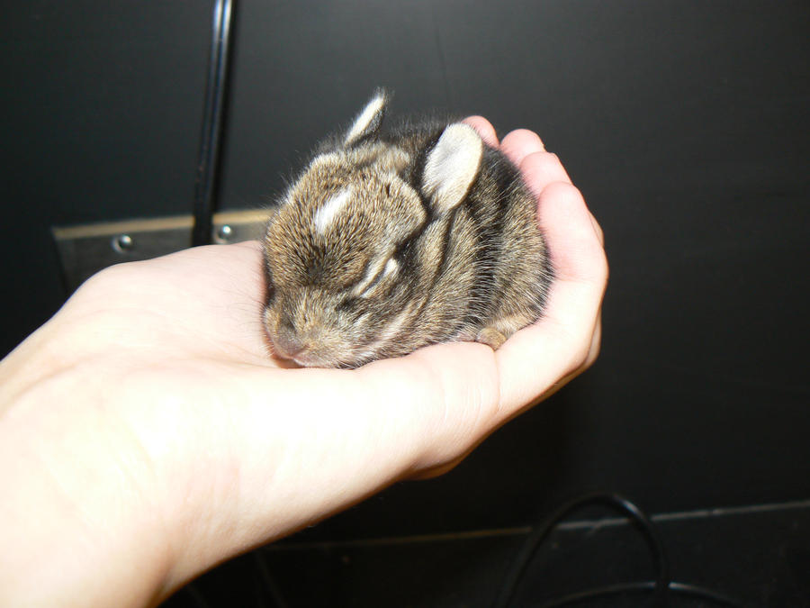 Baby Bunny Stock 5