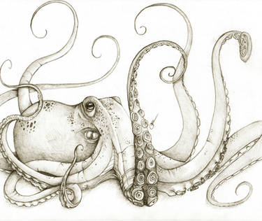 Octopus