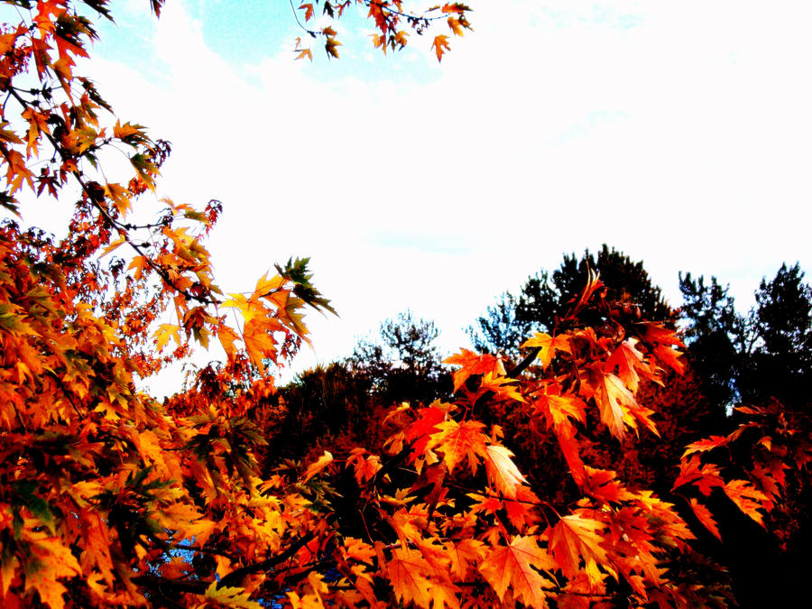 Pepper Tree by GoldenLaurel on DeviantArt
