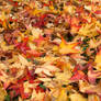 Autumn Leaves Desktop Wallpaper