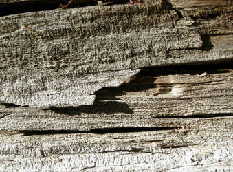 113 - old wood