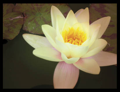 Water Lilly