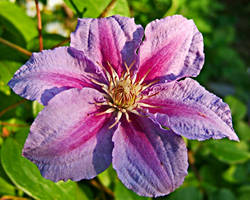 Clematis 3