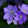 Anemone hepatica