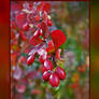 Berberis Berries