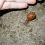 Snail 0004