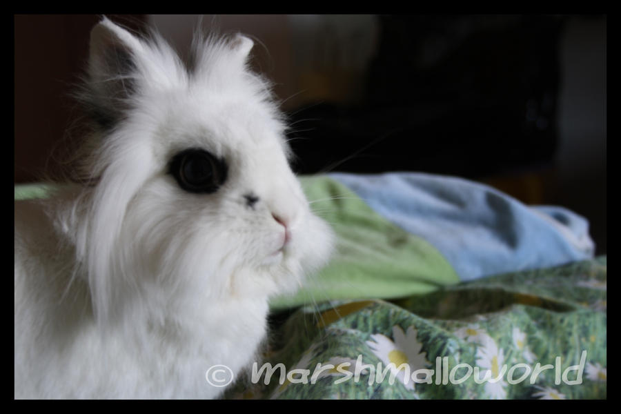 Melly the rabbit 2 by marshmalloworld on DeviantArt